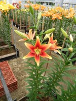 [5135 Kaveri Mak18 No01.JPG]